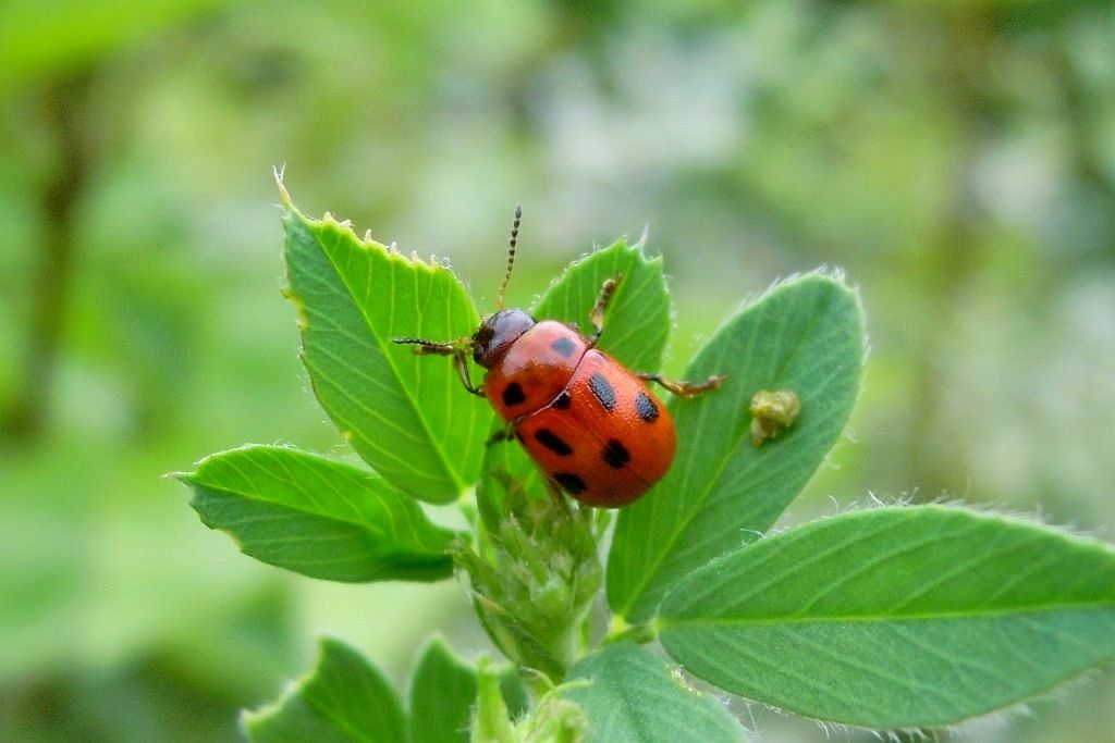 Coccinellidae? No, Chrysomelidae, Gonioctena fornicata